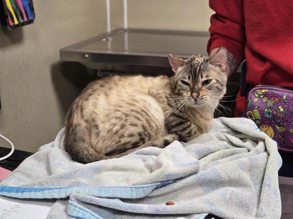 Enlarge Devere, a Adoptable mixed breed in Vancouver, WA image 4/6