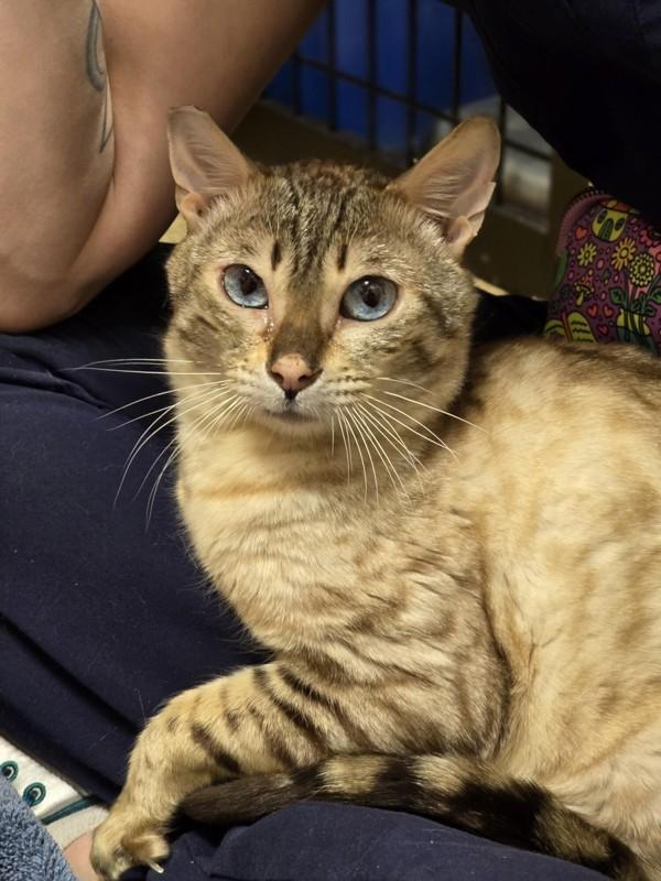 Enlarge Devere, a Adoptable mixed breed in Vancouver, WA image 5/6