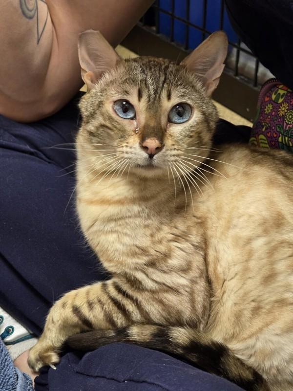 Enlarge Devere, a Adoptable mixed breed in Vancouver, WA image 6/6