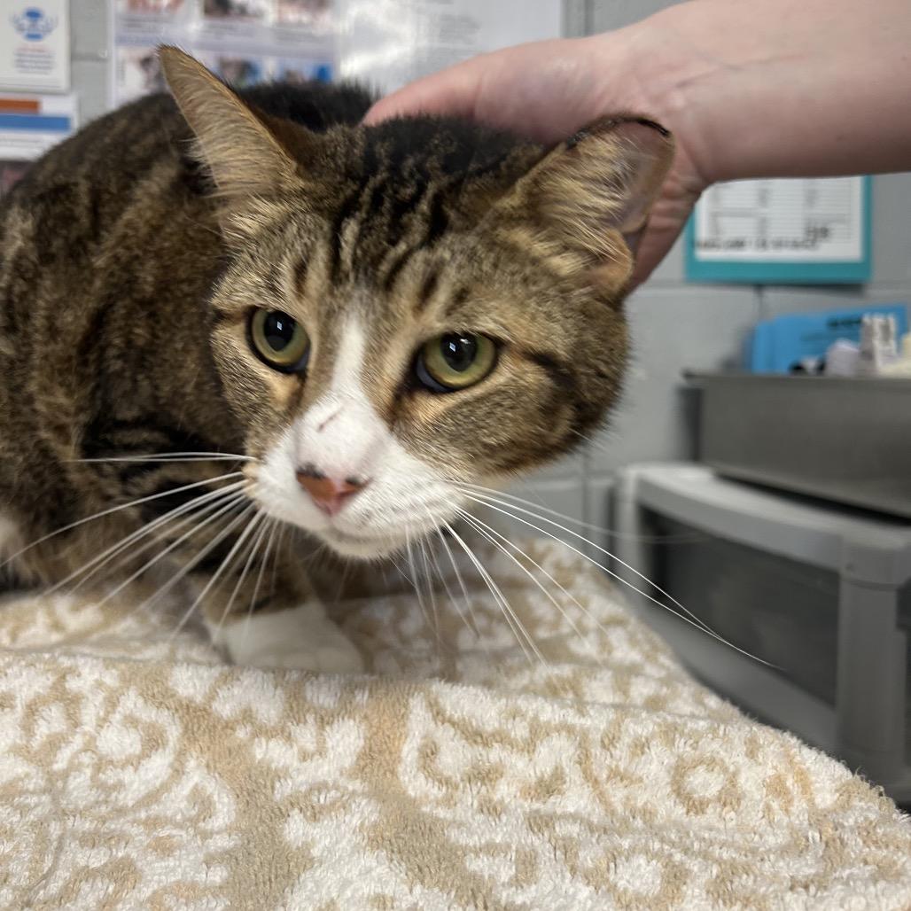 Enlarge Mayonnaise (Chow Hound Jenison), a Adoptable Domestic Short Hair in West Olive, MI image 2/2