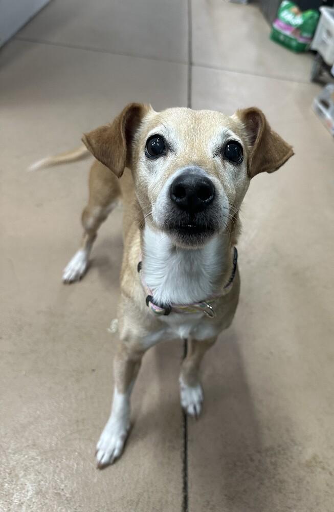 Honey Bunch, Adoptable, Adult Female Dachshund & Chihuahua.