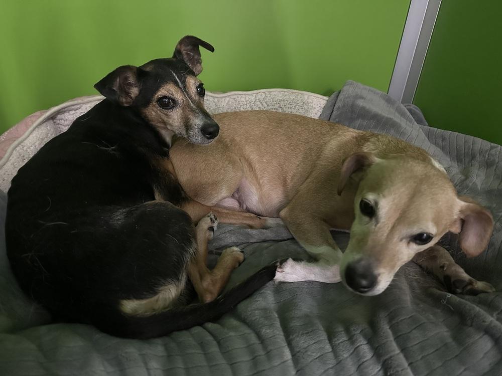 Enlarge Honey Bunch, a Adoptable mixed breed in Germantown, OH image 3/6