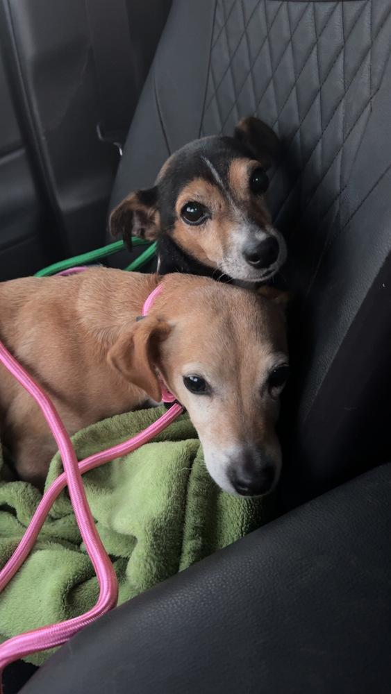 Enlarge Honey Bunch, a Adoptable mixed breed in Germantown, OH image 4/6