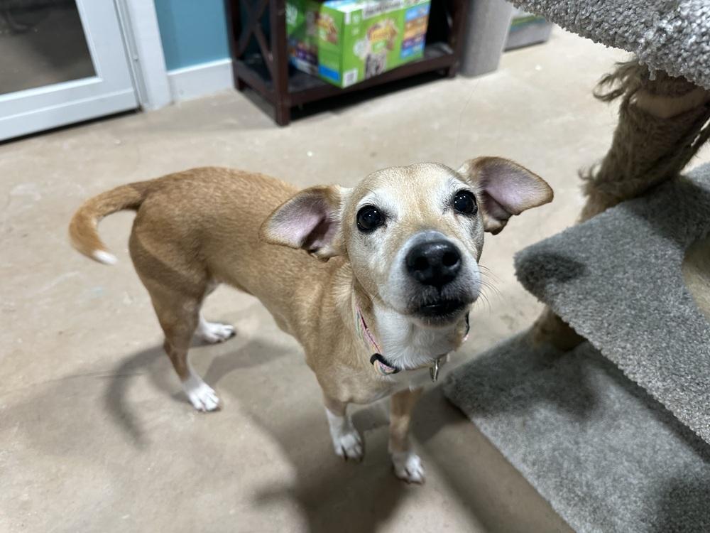 Enlarge Honey Bunch, a Adoptable mixed breed in Germantown, OH image 5/6