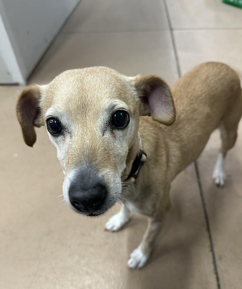 Enlarge Honey Bunch, a Adoptable mixed breed in Germantown, OH image 6/6