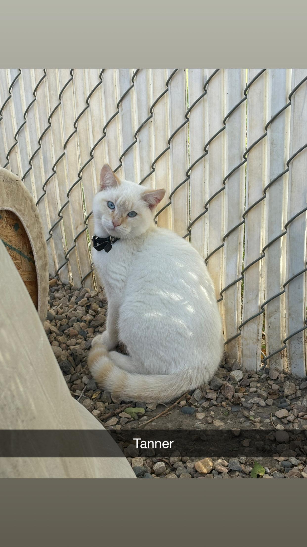 Enlarge Tanner, a Adoptable Domestic Short Hair in Weyburn, SK image 1/1