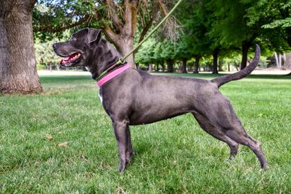 Enlarge Nala, a Adoptable mixed breed in Yakima, WA image 2/3