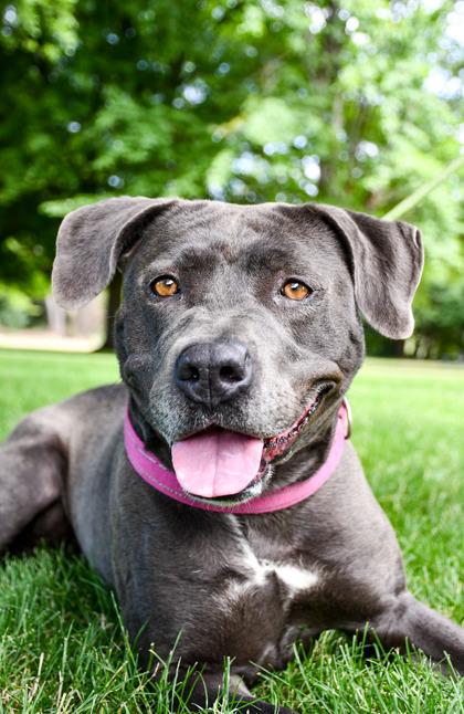Nala, a Adoptable mixed breed in Yakima, WA image 1/3