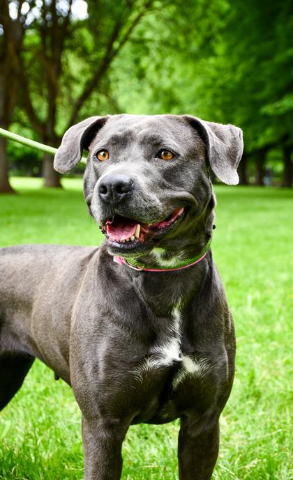 Nala, Adoptable, Adult Female American Bulldog & Pit Bull Terrier.