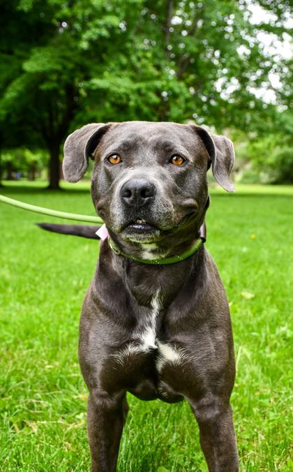 Enlarge Nala, a Adoptable mixed breed in Yakima, WA image 2/3