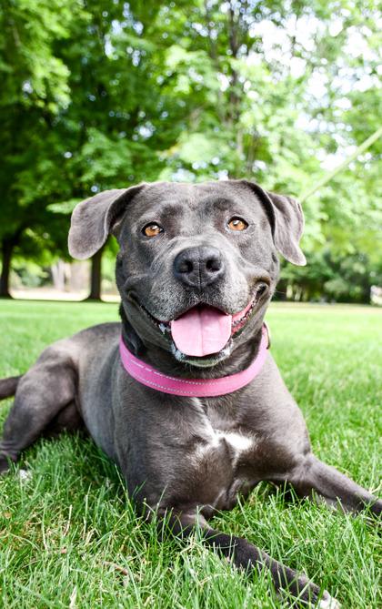 Nala, a Adoptable mixed breed in Yakima, WA image 2/3