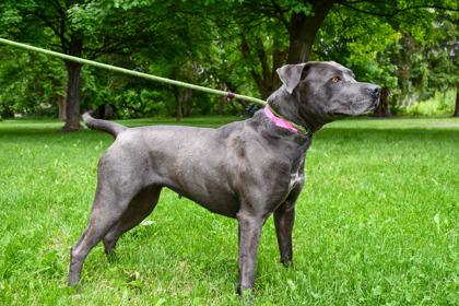 Enlarge Nala, a Adoptable mixed breed in Yakima, WA image 3/3
