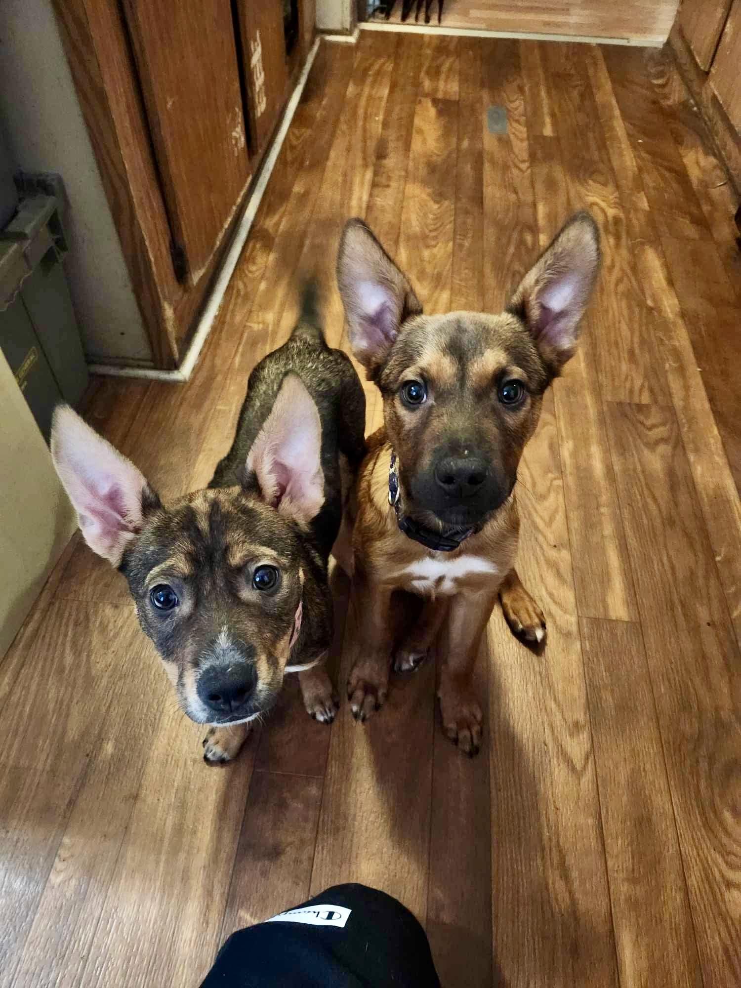 Enlarge Poppy, a Adopted mixed breed in Mobile, AL image 2/6