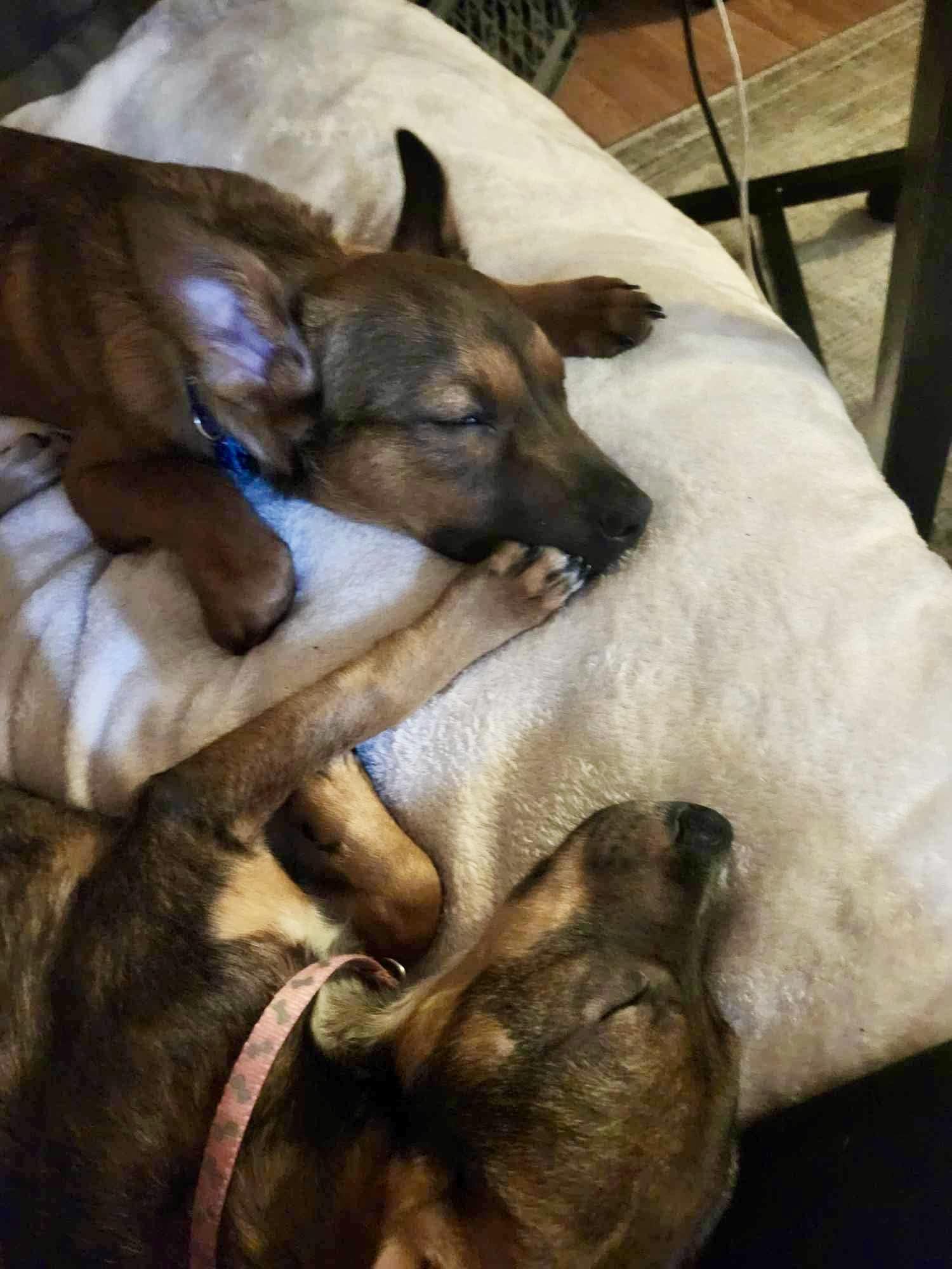 Enlarge Poppy, a Adopted mixed breed in Mobile, AL image 3/6