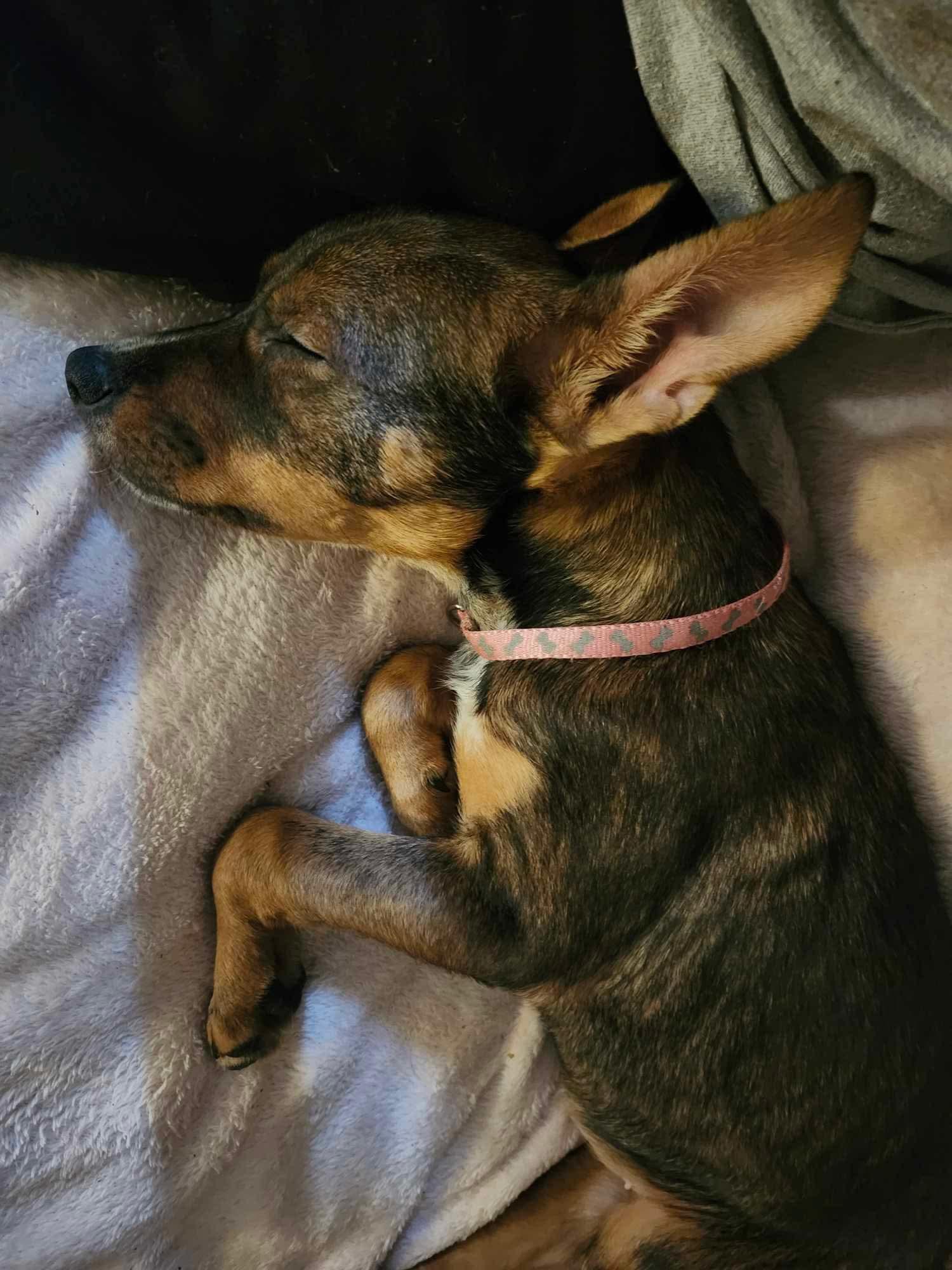 Enlarge Poppy, a Adopted mixed breed in Mobile, AL image 4/6