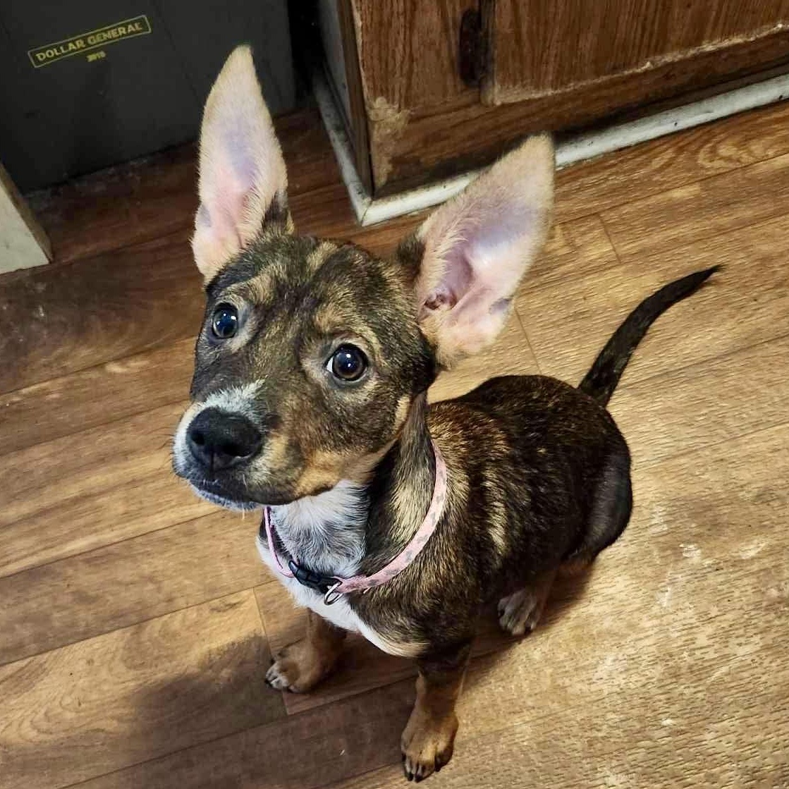 Enlarge Poppy, a Adopted mixed breed in Mobile, AL image 1/6