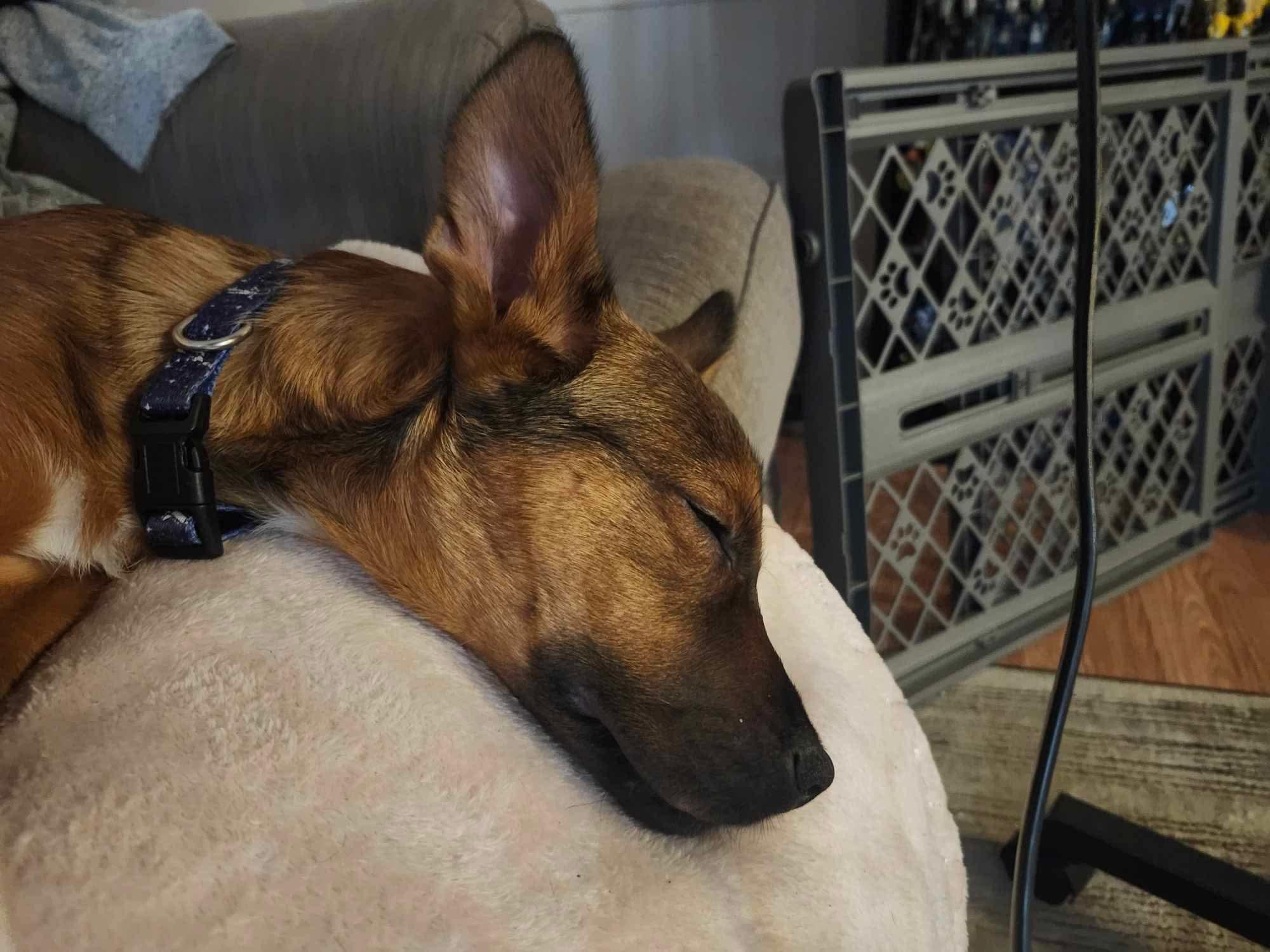 Enlarge Poppy, a Adopted mixed breed in Mobile, AL image 6/6