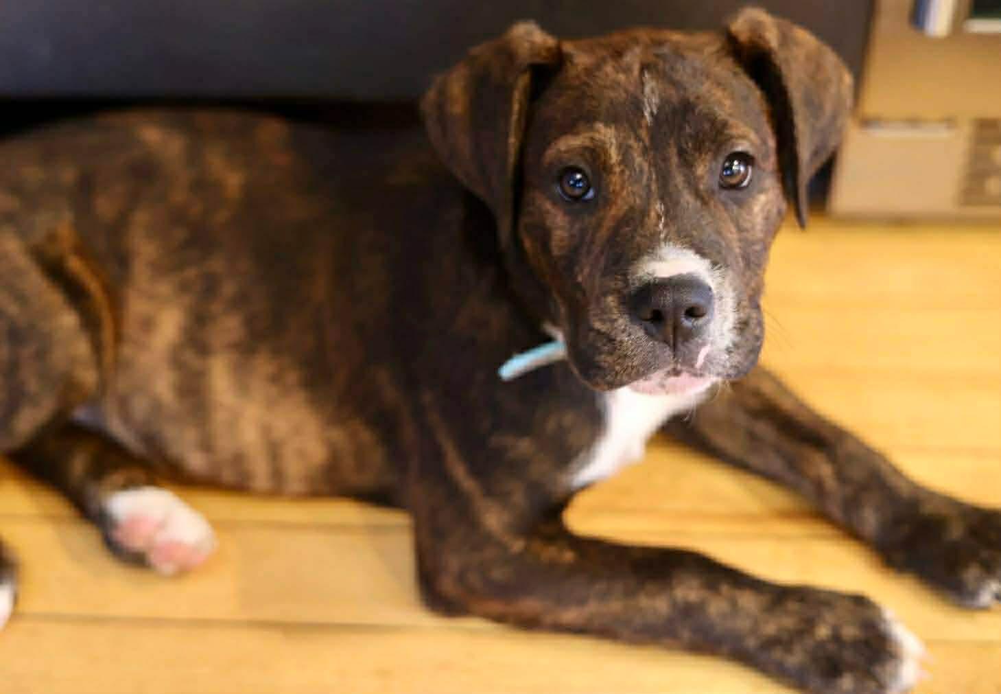 Enlarge Jon Snow, a Adoptable Boxer in Duluth, MN image 1/2