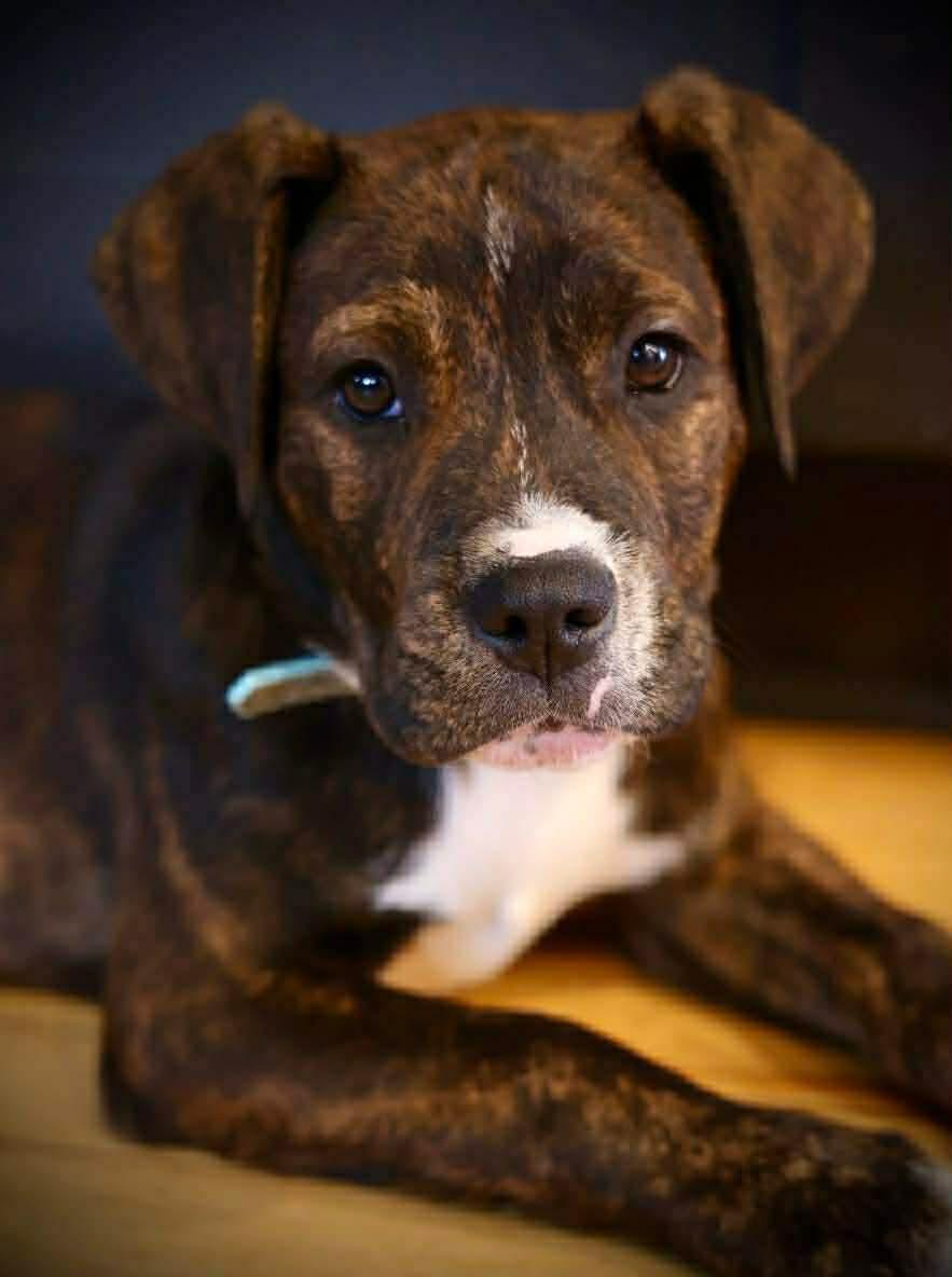 Enlarge Jon Snow, a Adoptable Boxer in Duluth, MN image 2/2