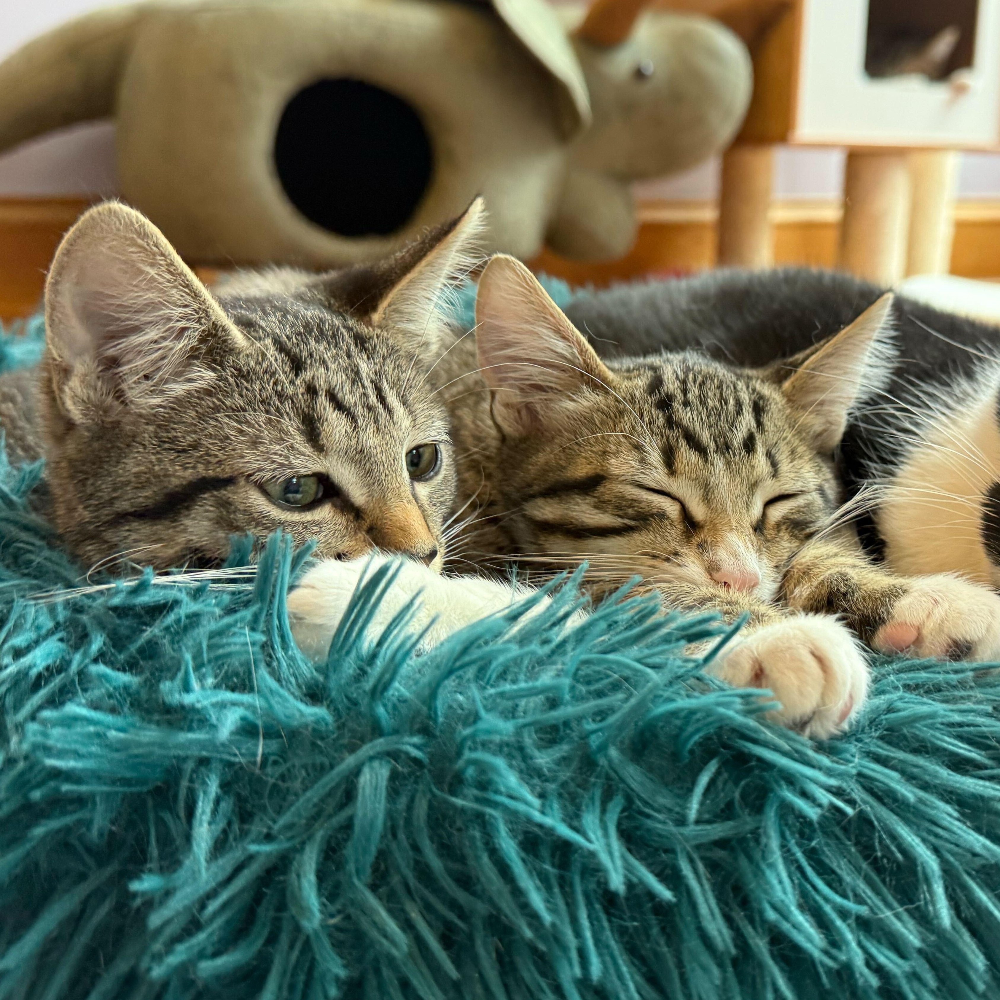 Spiral and Stairs, Baby Male Tabby