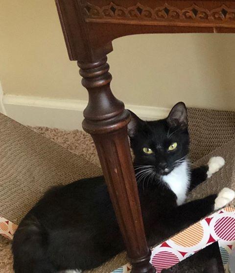 Annie 4, Adoptable, Adult Female Domestic Short Hair.