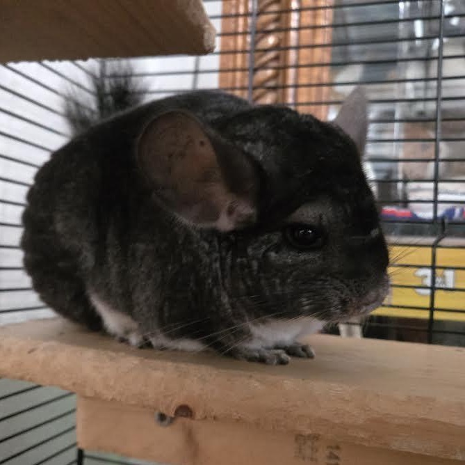 Enlarge Dot and Gingham, a Adoptable Chinchilla in Dearborn, MO image 2/5