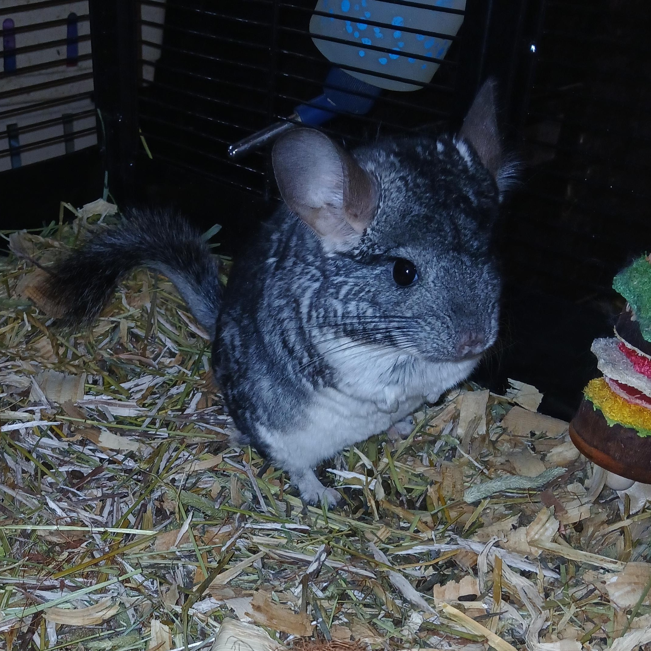 Enlarge Dot and Gingham, a Adoptable Chinchilla in Dearborn, MO image 5/5
