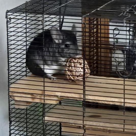 Dot and Gingham, Adoptable, Adult Female Chinchilla.