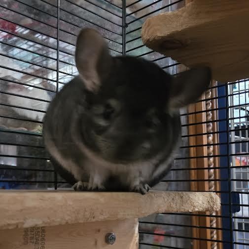Enlarge Dot and Gingham, a Adoptable Chinchilla in Dearborn, MO image 4/5