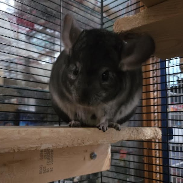 Enlarge Dot and Gingham, a Adoptable Chinchilla in Dearborn, MO image 3/5