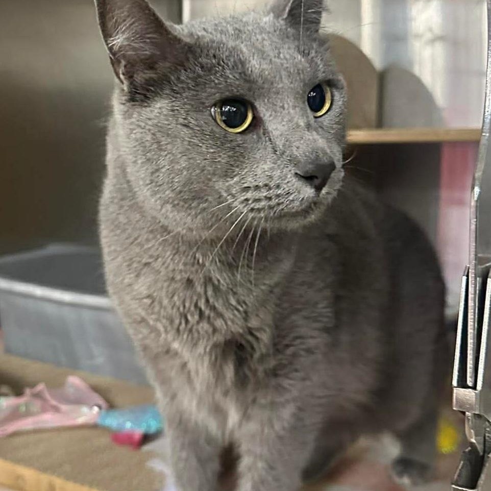 Juniper, adopted, Adult Female Domestic Short Hair.