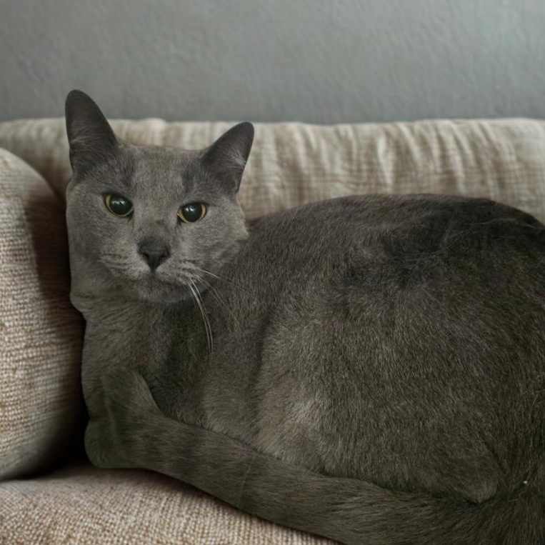 Enlarge Juniper, an adopted Domestic Short Hair in Norman, OK image 2/2