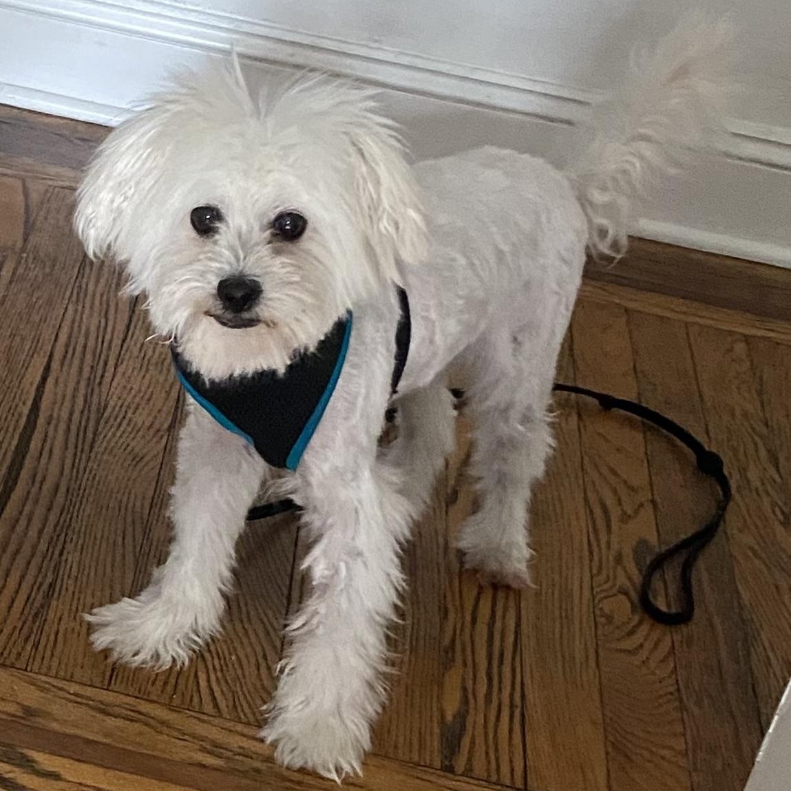 Salt, an adoptable Maltese, Poodle in New York, NY, 10128 | Photo Image 5