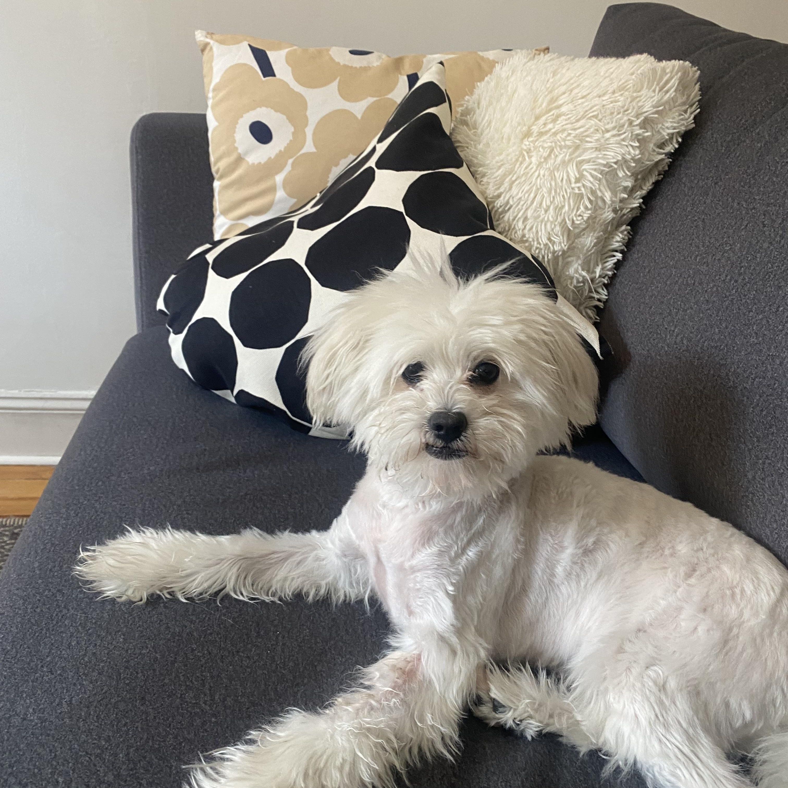 Salt, an adoptable Maltese, Poodle in New York, NY, 10128 | Photo Image 1