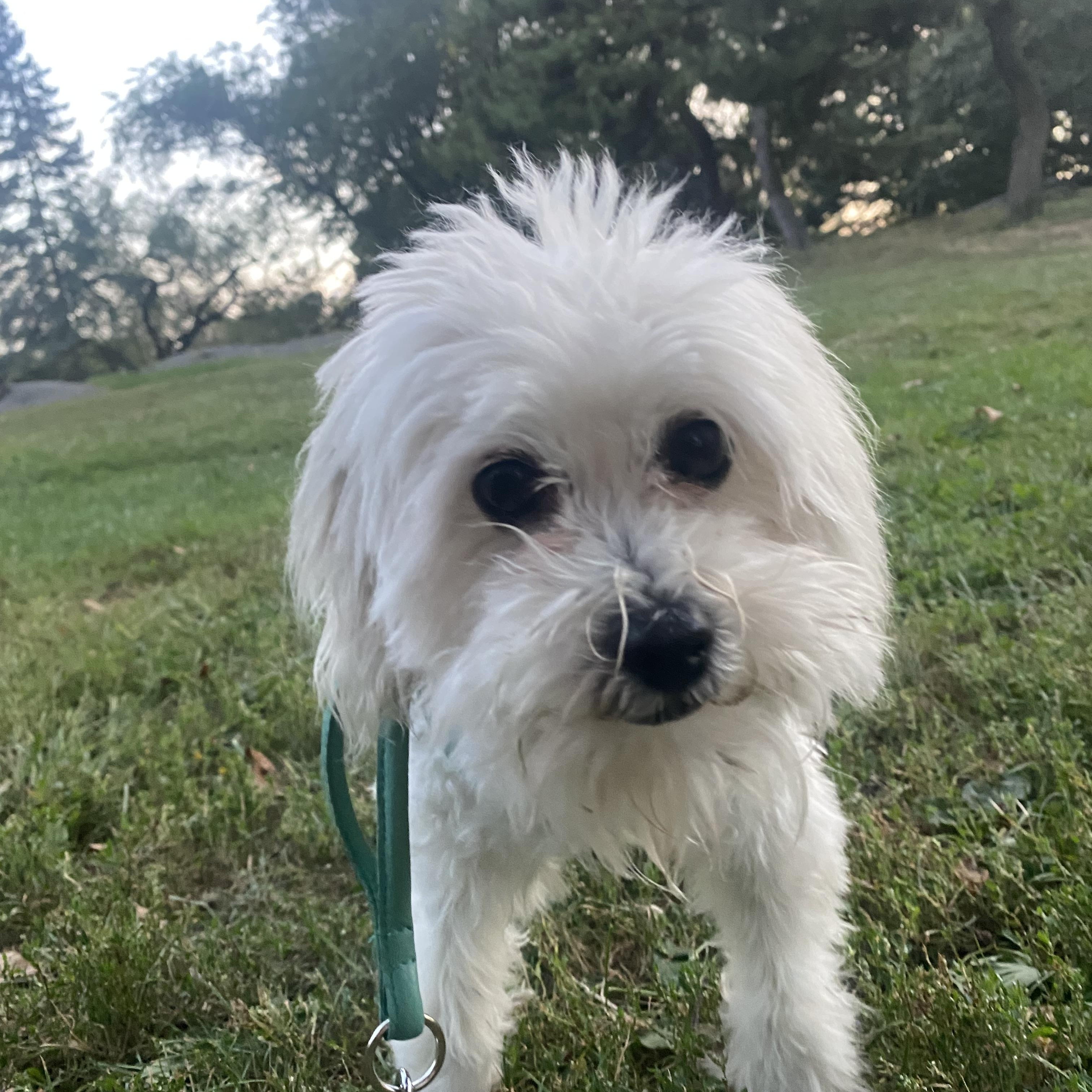 Salt, an adoptable Maltese, Poodle in New York, NY, 10128 | Photo Image 2