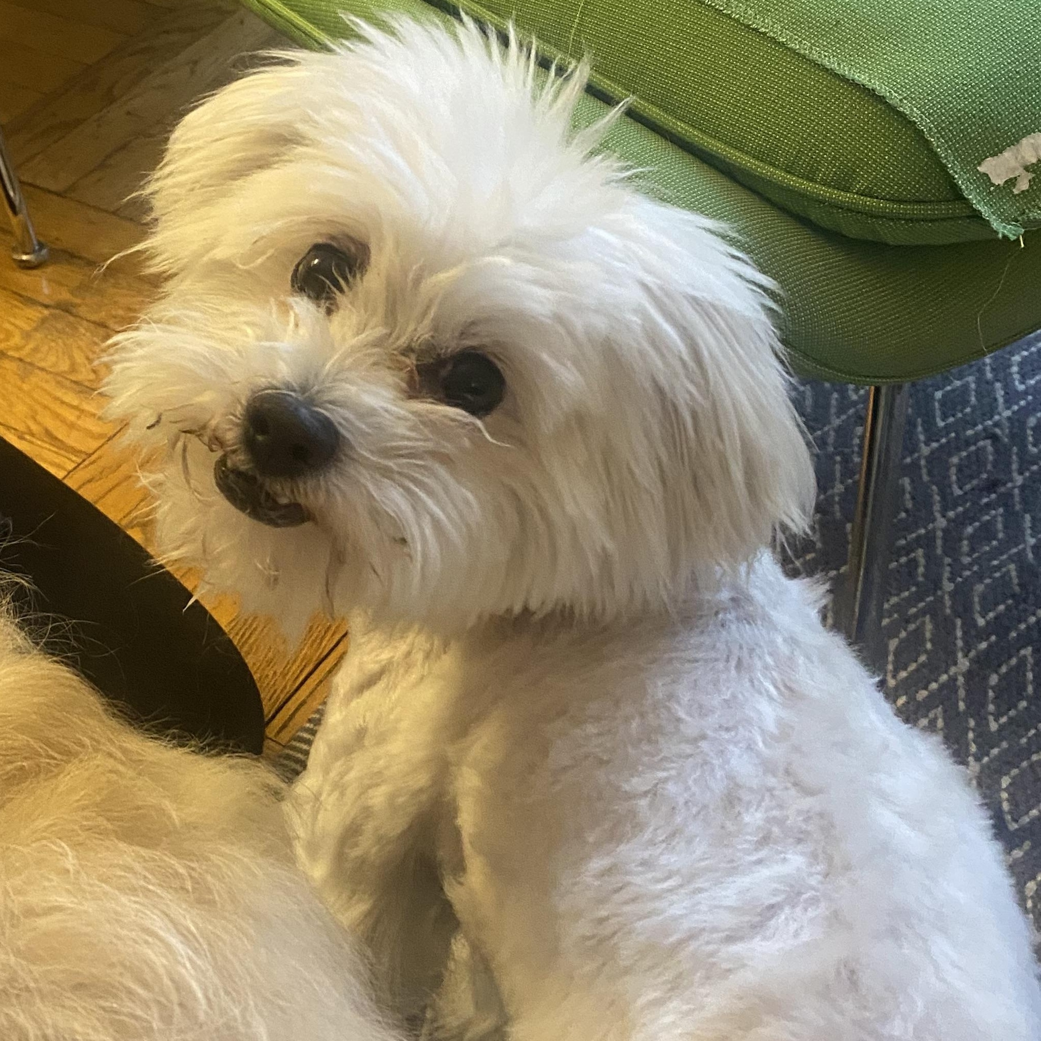 Salt, an adoptable Maltese, Poodle in New York, NY, 10128 | Photo Image 4