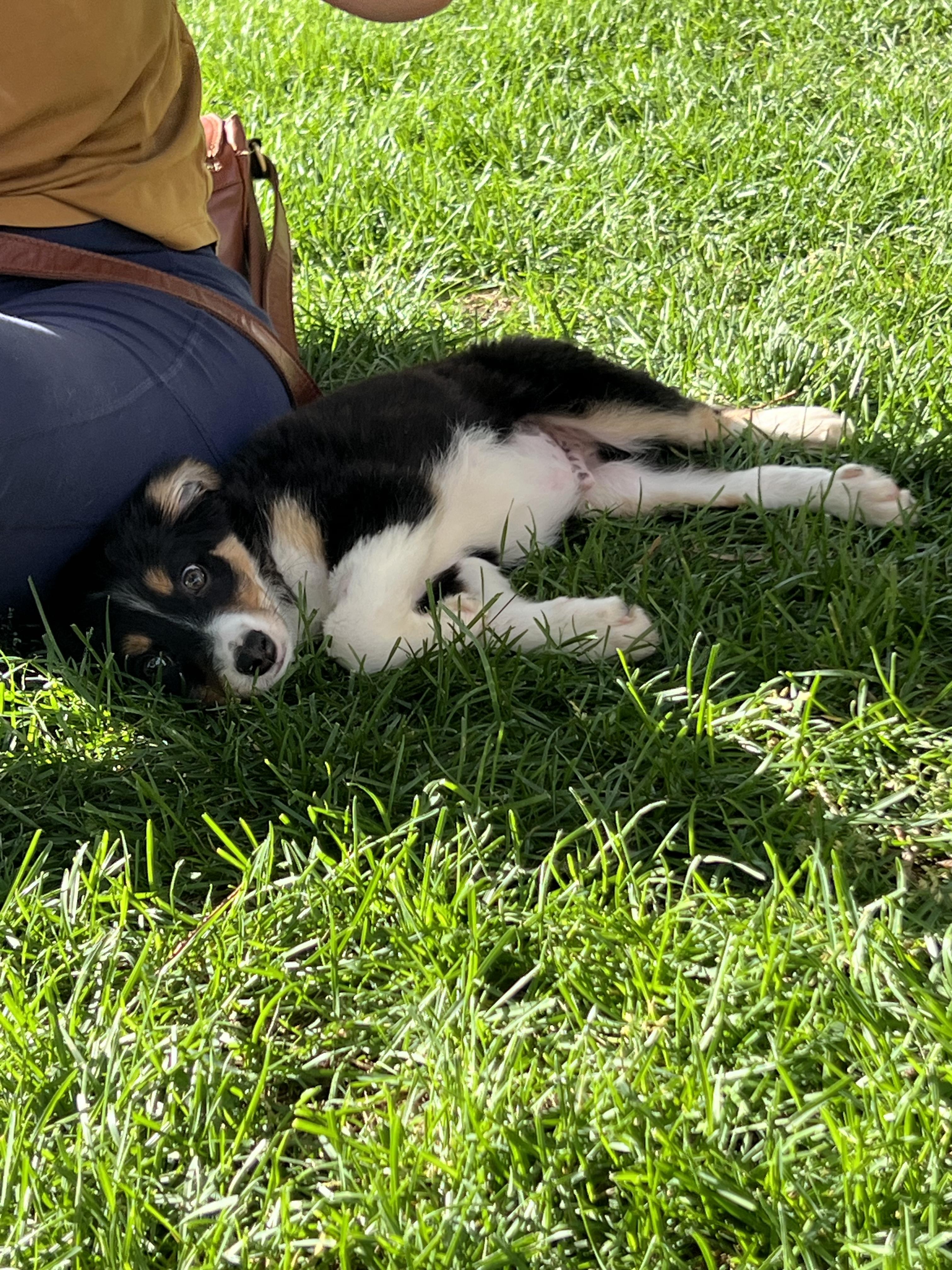 Enlarge Flip, a ADOPTABLE mixed breed in Fort Collins, CO image 1/1