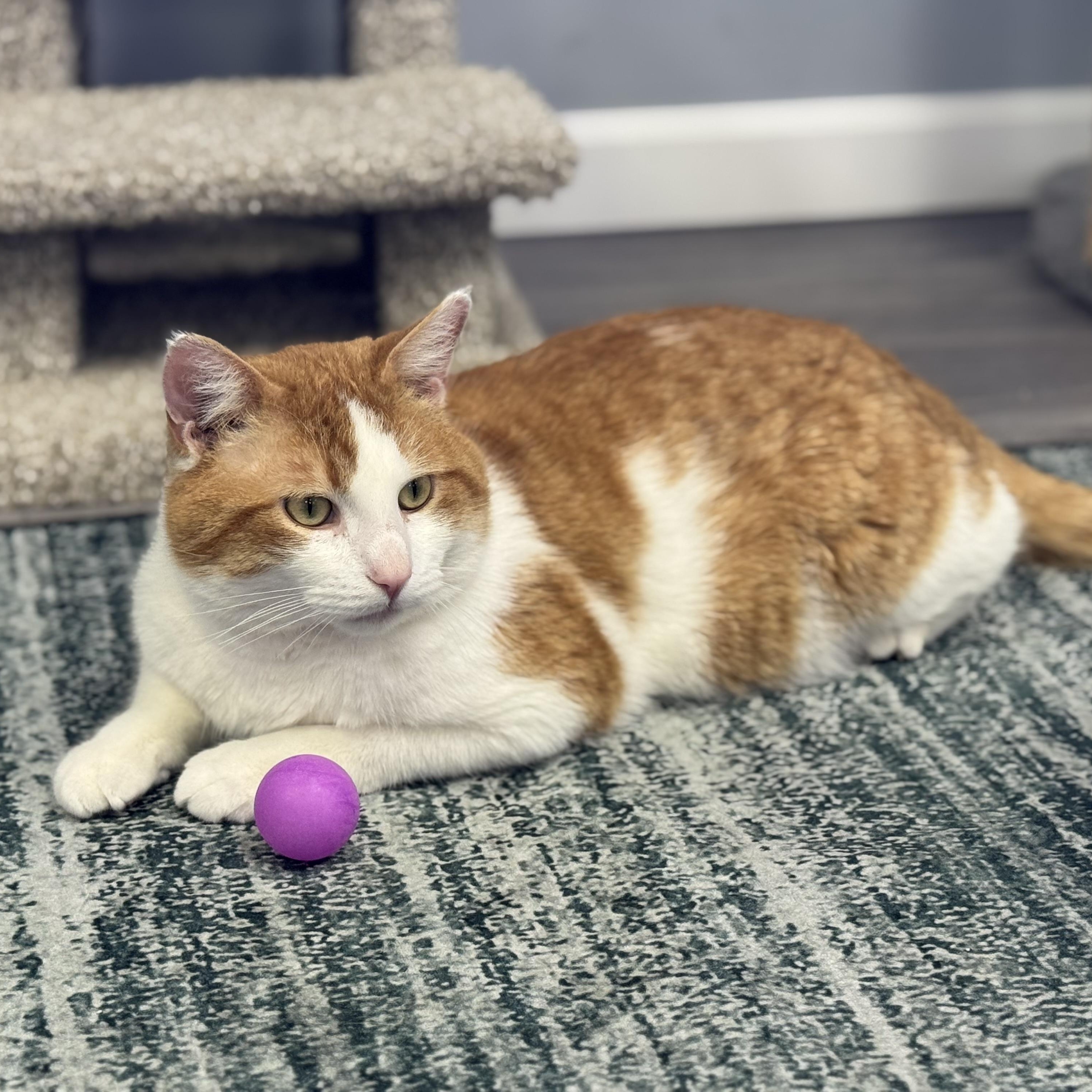 Enlarge Toby, an adoptable Domestic Short Hair in Blaine , MN image 2/6