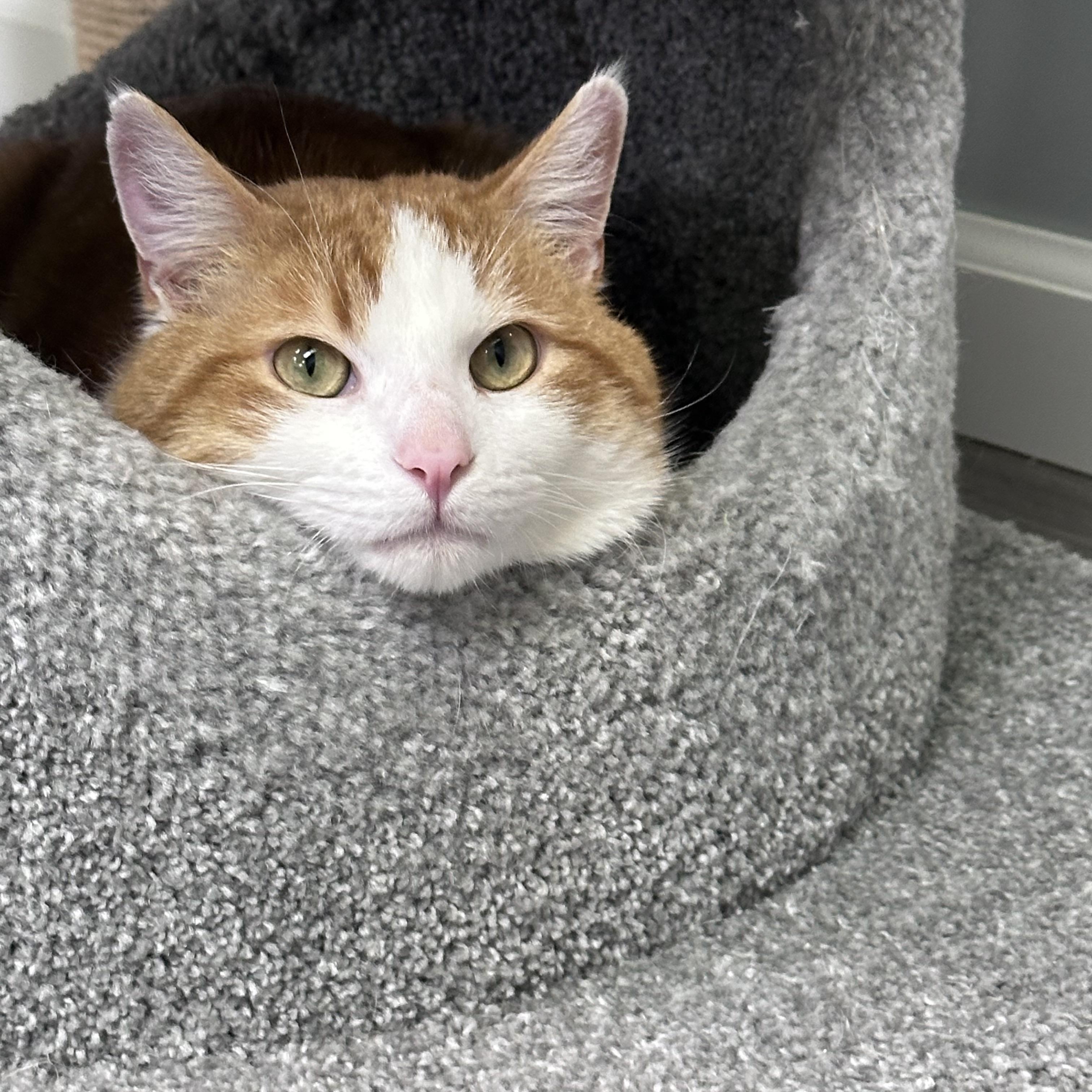 Toby, adoptable, Adult Male Domestic Short Hair.