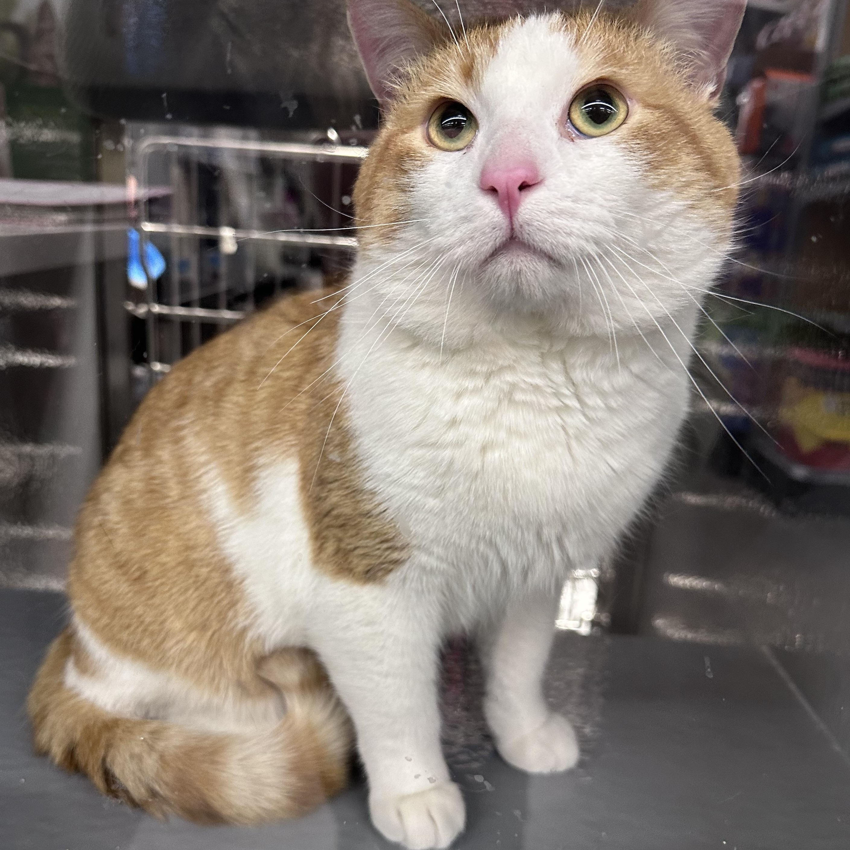Enlarge Toby, an adoptable Domestic Short Hair in Blaine , MN image 3/6
