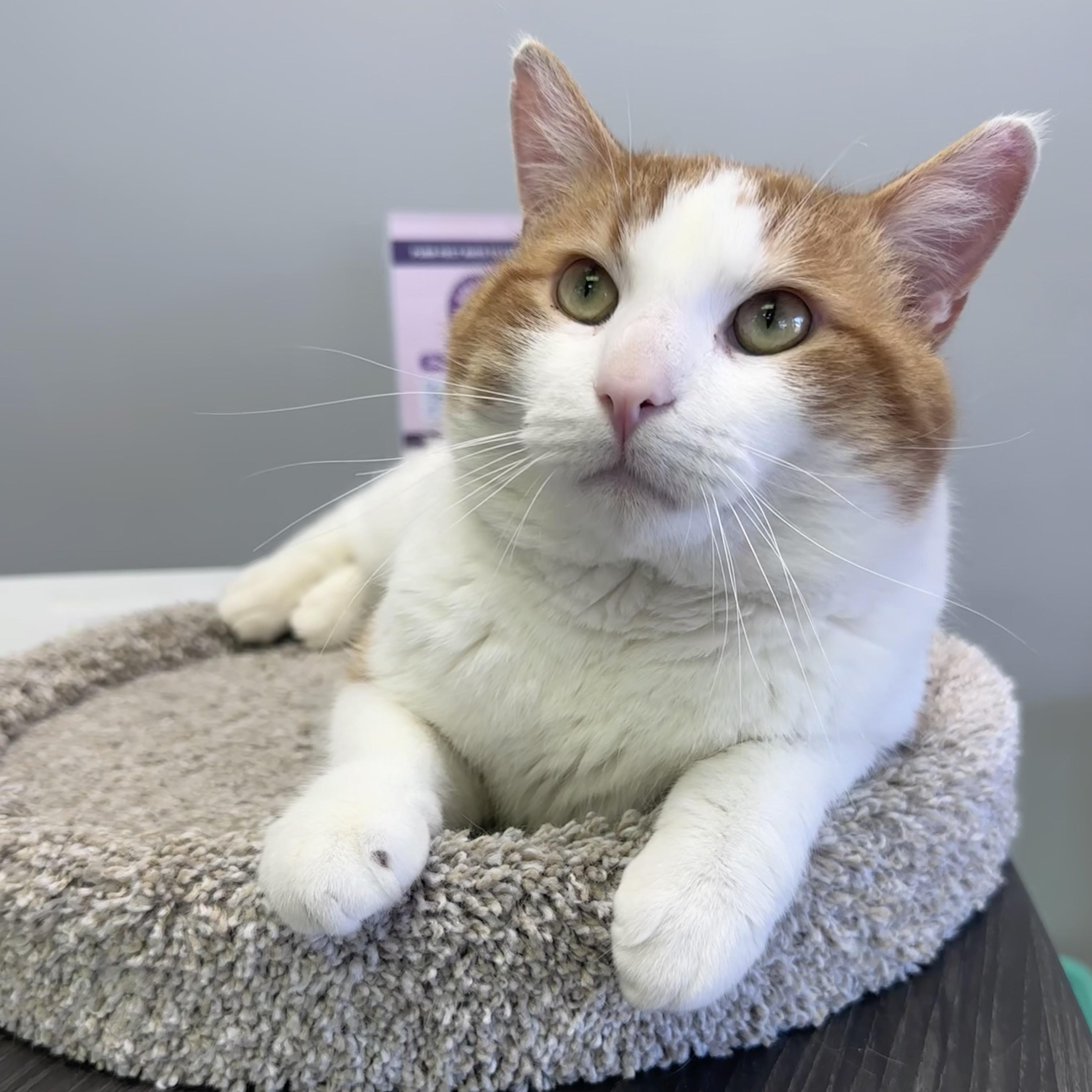 Enlarge Toby, an adoptable Domestic Short Hair in Blaine , MN image 4/6