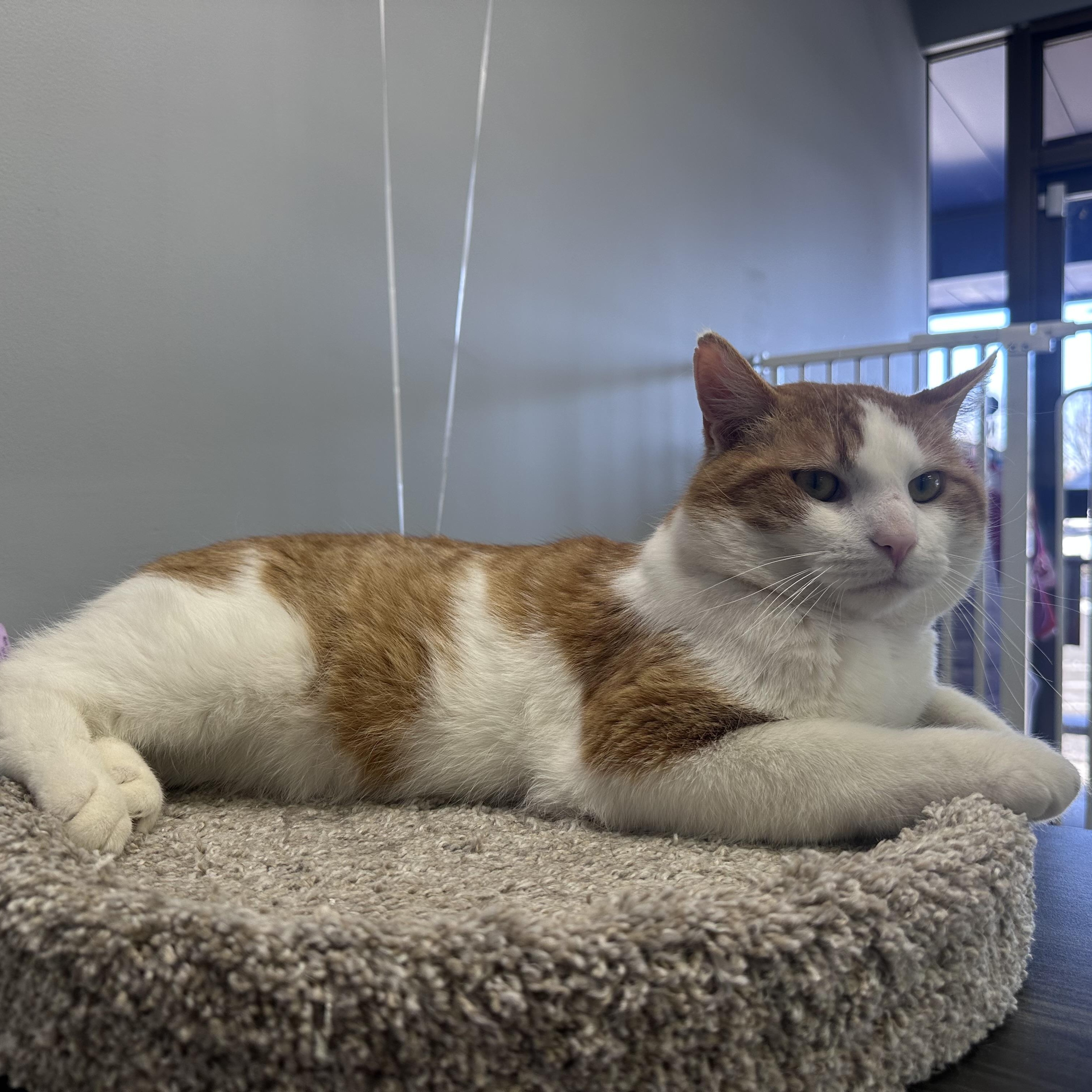 Enlarge Toby, an adoptable Domestic Short Hair in Blaine , MN image 5/6