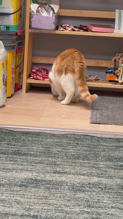 Enlarge Toby, an adoptable Domestic Short Hair in Blaine , MN video 6/6