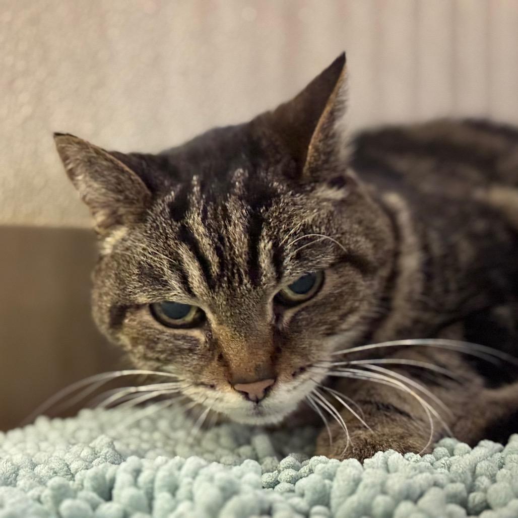 Bruno, Adoptable, Senior Male Domestic Short Hair.