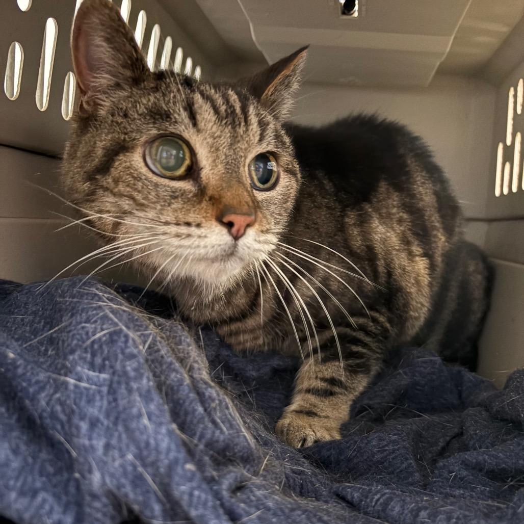 Enlarge Bruno, a Adoptable Domestic Short Hair in Santa Barbara, CA image 1/1