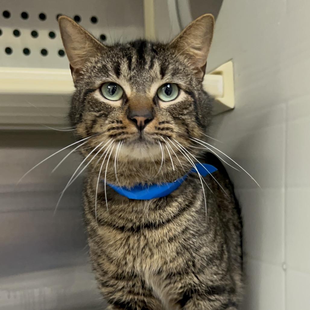 Enlarge Skittles, a Adoptable Domestic Medium Hair in Auburn, AL image 1/6