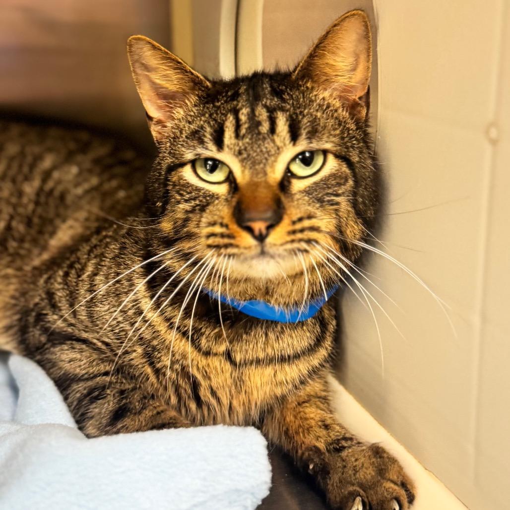 Enlarge Skittles, a Adoptable Domestic Medium Hair in Auburn, AL image 2/6