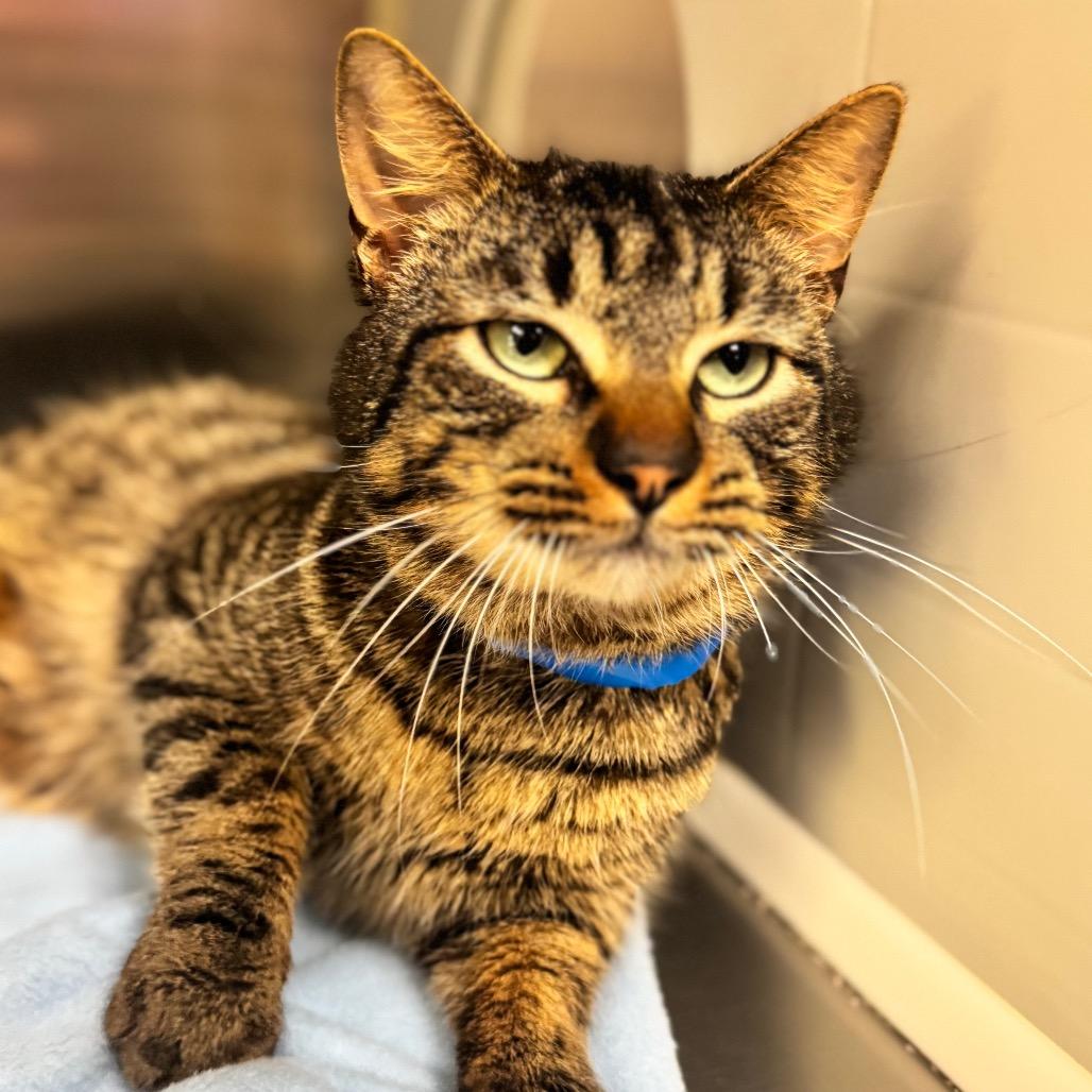Enlarge Skittles, a Adoptable Domestic Medium Hair in Auburn, AL image 3/6
