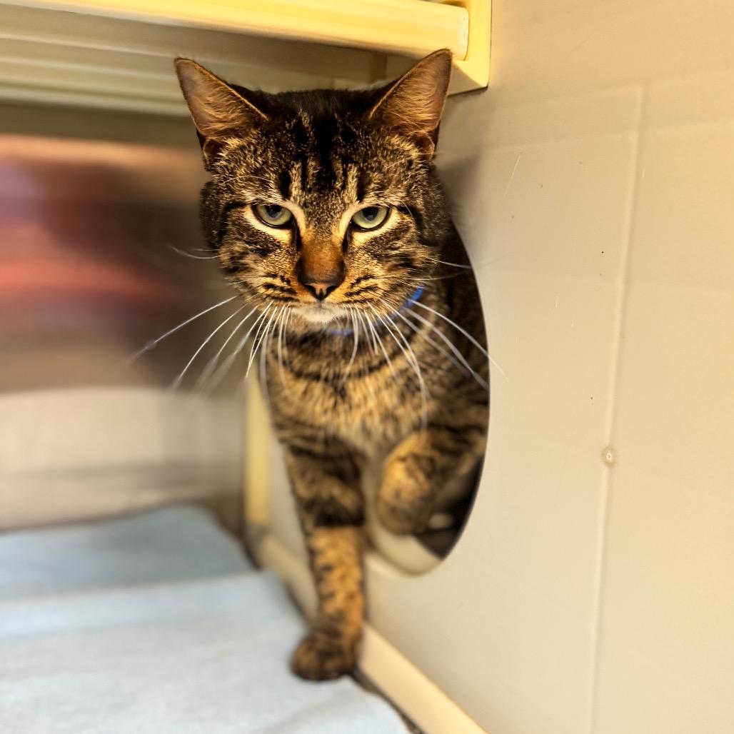 Enlarge Skittles, a Adoptable Domestic Medium Hair in Auburn, AL image 4/6