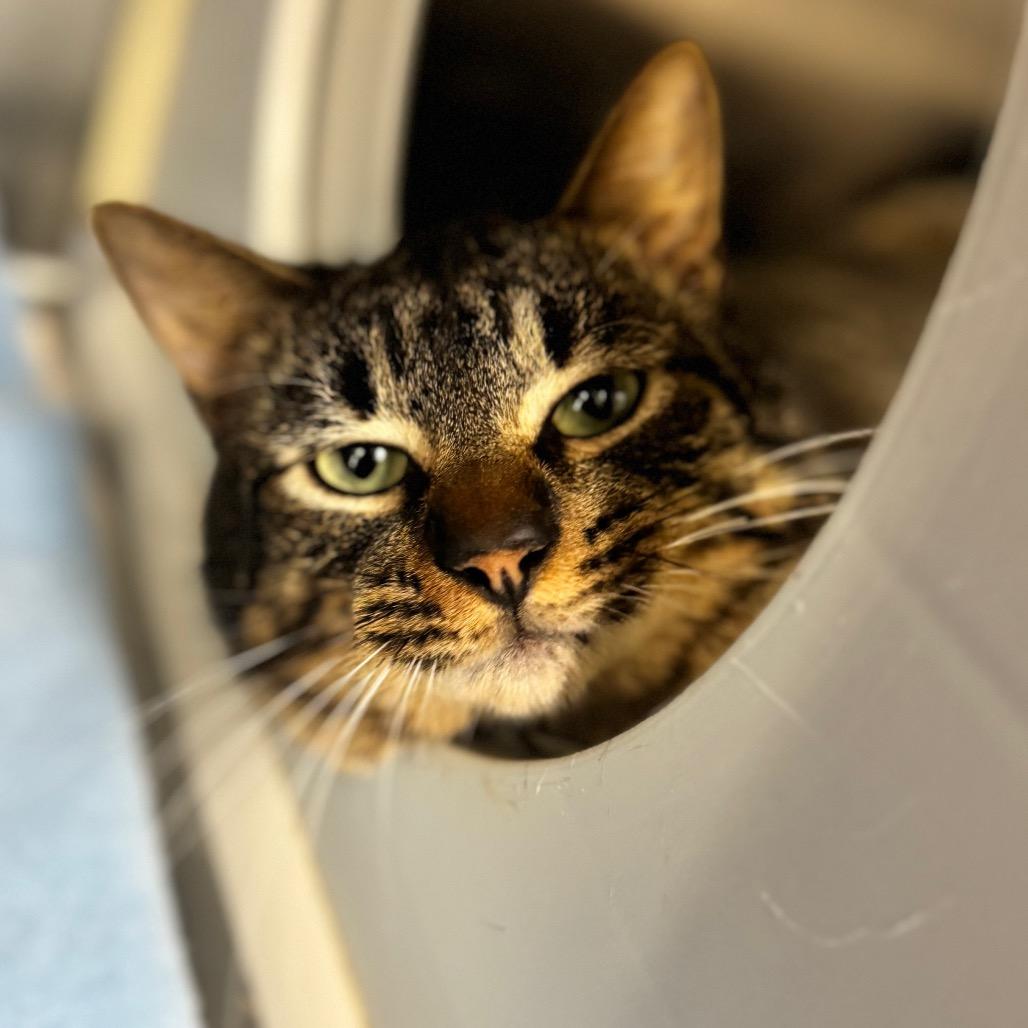 Enlarge Skittles, a Adoptable Domestic Medium Hair in Auburn, AL image 5/6
